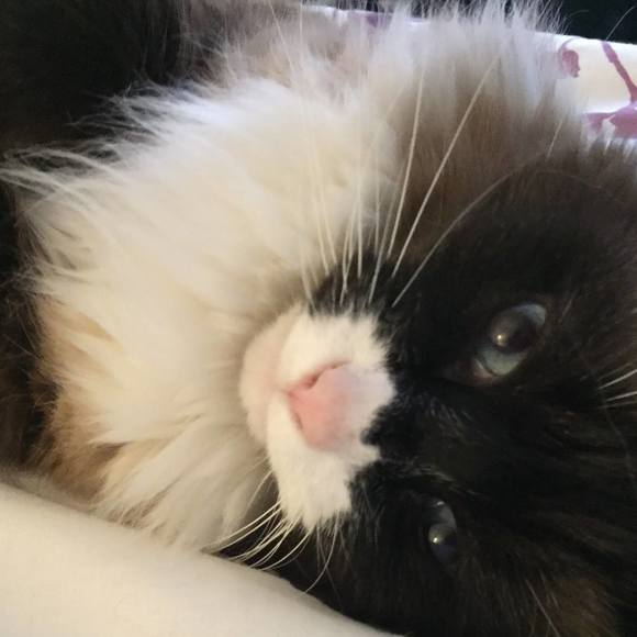callie22ii